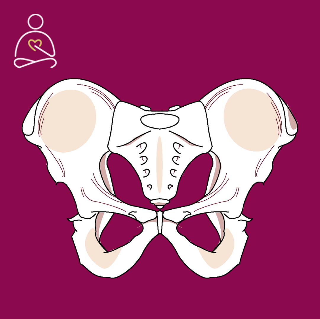schéma du bassin anatomique