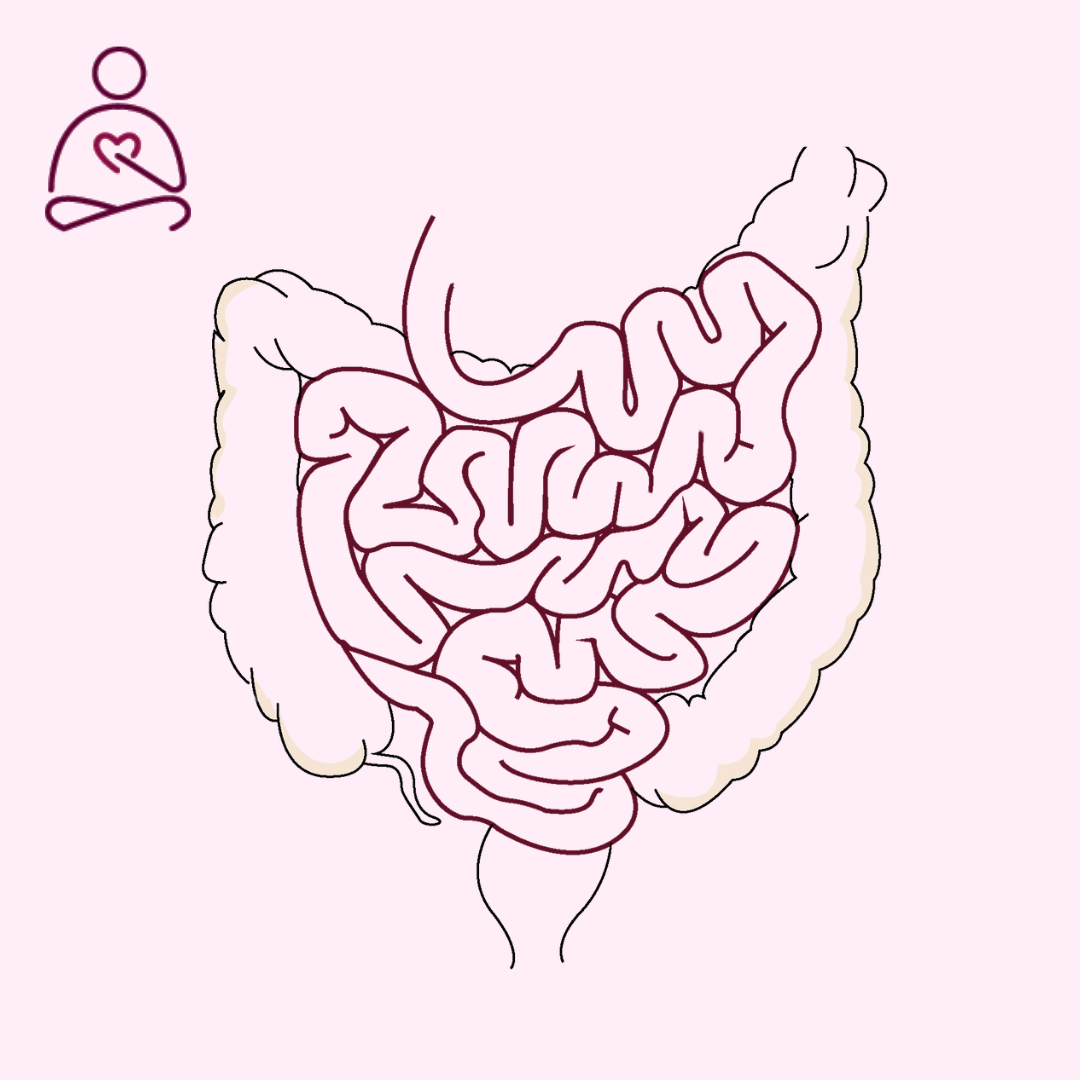 schéma du système digestif